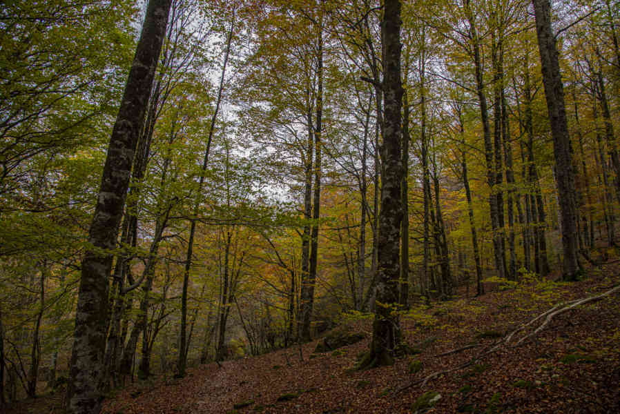 Comunidad Foral de Navarra 097 - Selva de Irati.jpg